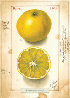 Bomo Klappkarte mit Kuvert - Citrus