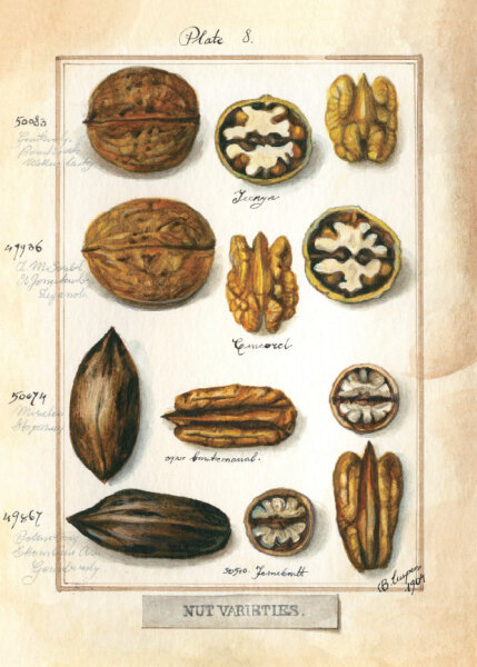 Bomo Klappkarte mit Kuvert - Nuß Variation