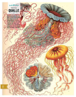 Buch Natur: Entdecken – Verstehen – Mitmachen